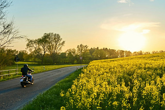 Motorradfahrer auf einer Landstraße bei Sonnenuntergang umgeben von Rapsfeldern